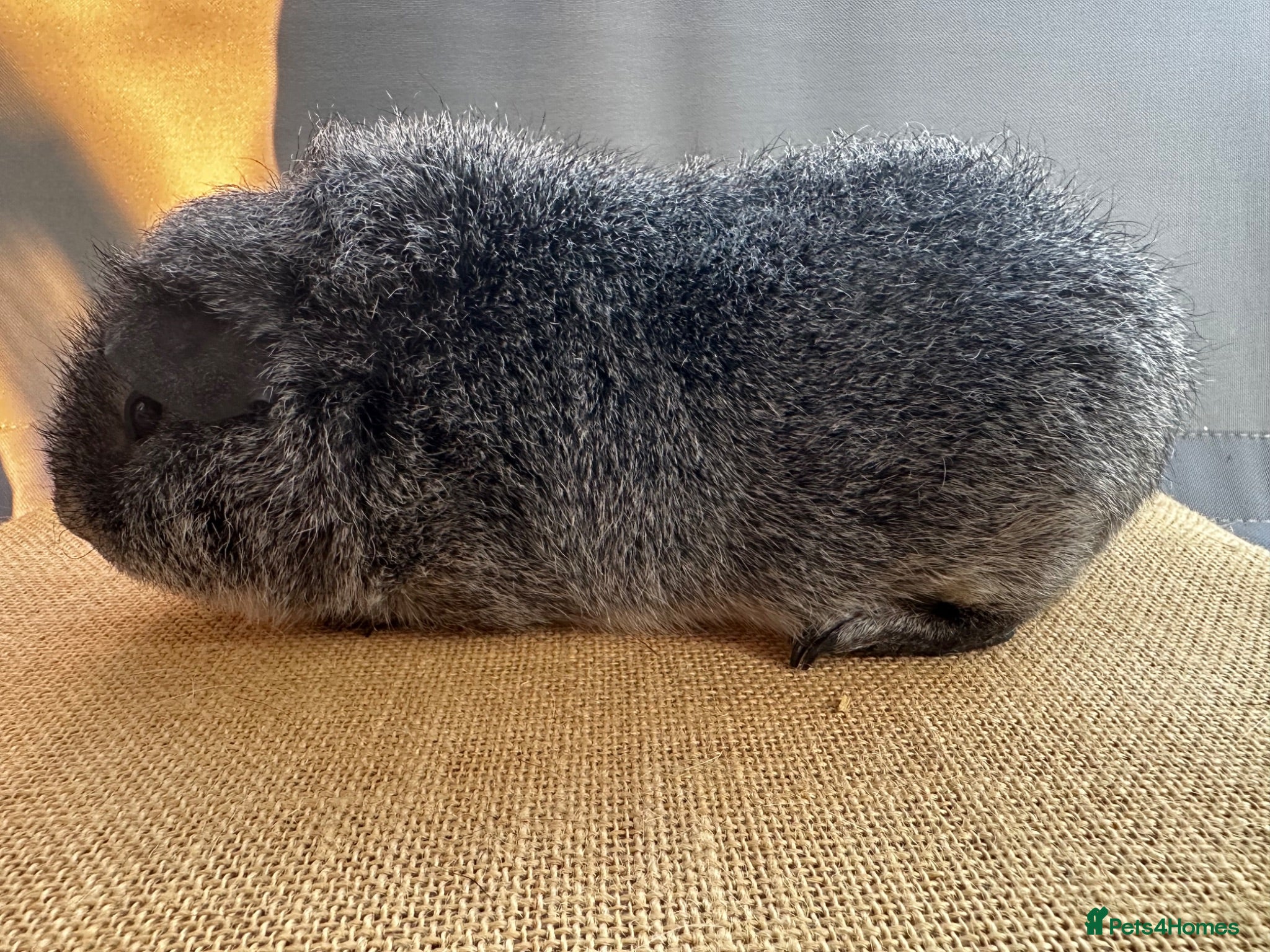 Guinea Pig rodents 2x Rex *Single Pigs*NOT currently paired* - Advert 2