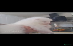 Pomeranian dogs for sale: Handsome Pomeranian - Image 15