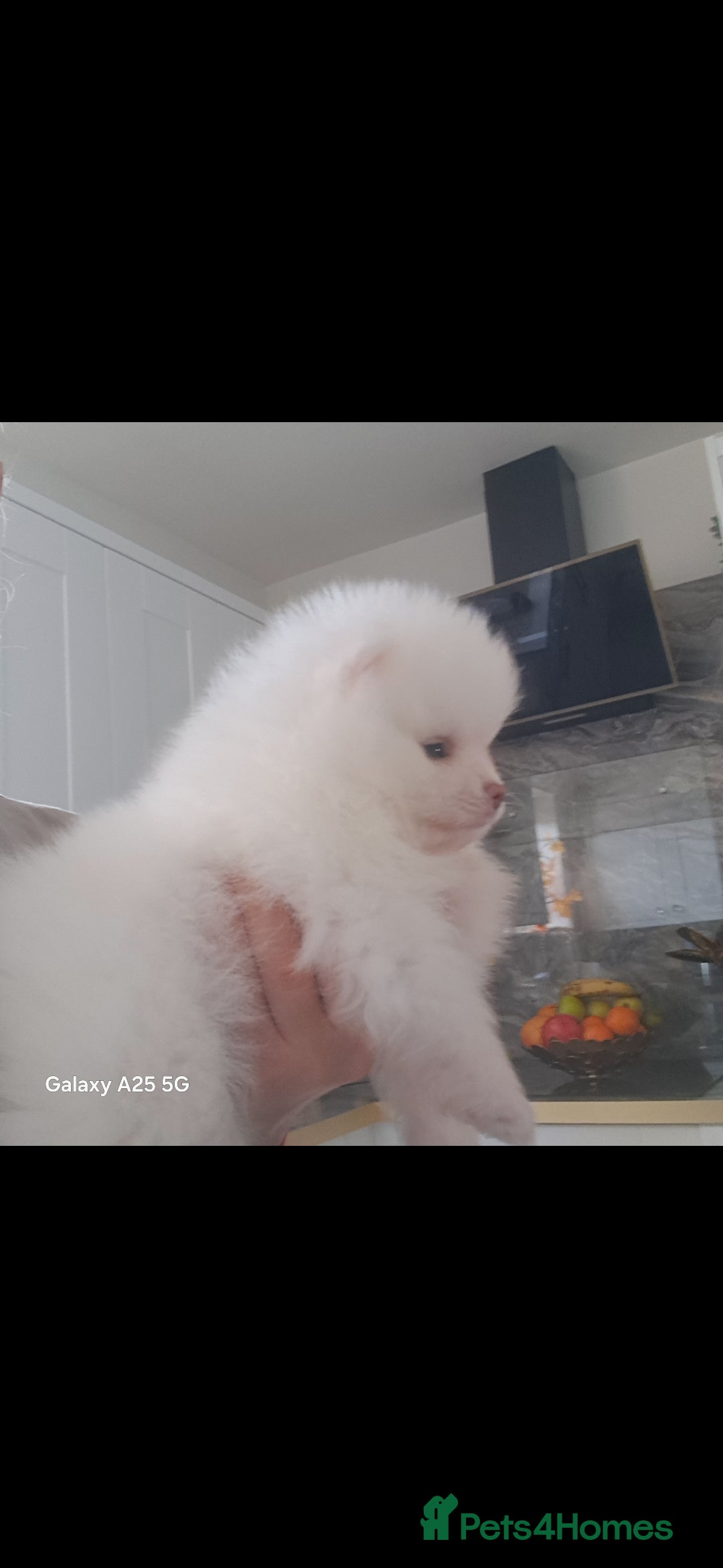 Pomeranian dogs for sale: Handsome Pomeranian - Image 15