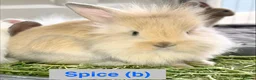 Lionhead rabbits for sale: Double Maned Lionheads Babies - Advert 22