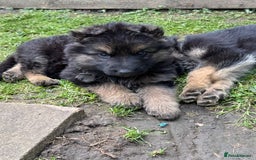 German Shepherd dogs for sale: Ready to leave 🐾 GSD Puppies - Image 31
