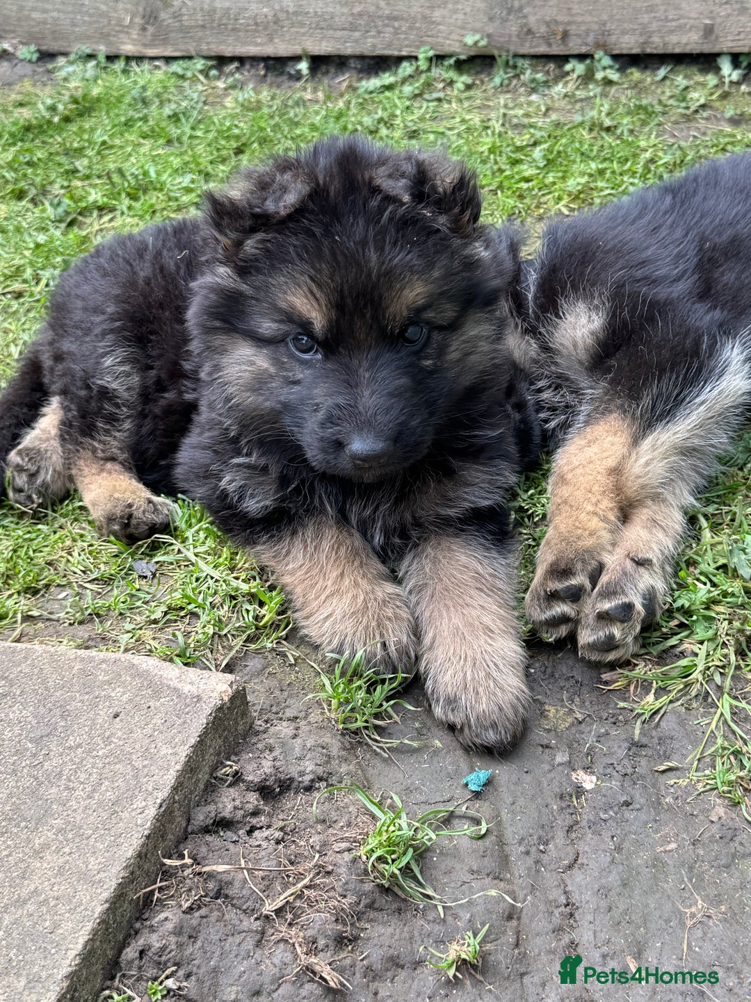 German Shepherd dogs for sale: Ready to leave 🐾 GSD Puppies - Image 31