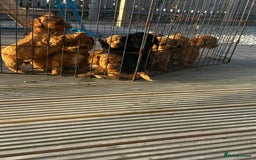 Cockapoo dogs for sale: Cockapoos  - Image 8