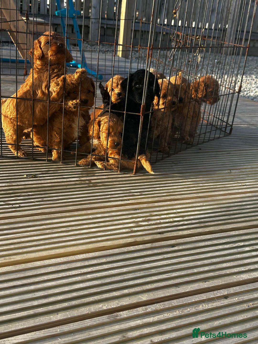 Cockapoo dogs for sale: Cockapoos  - Image 8
