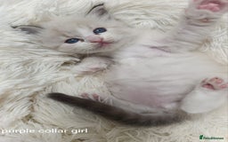 Ragdoll cats for sale: Adorable Ragdoll kittens - Image 4