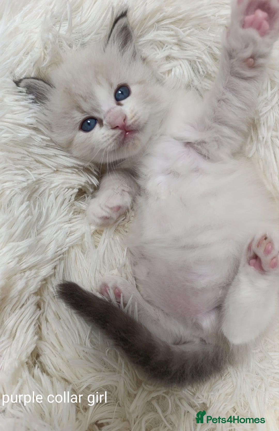 Ragdoll cats for sale: Adorable Ragdoll kittens - Image 4