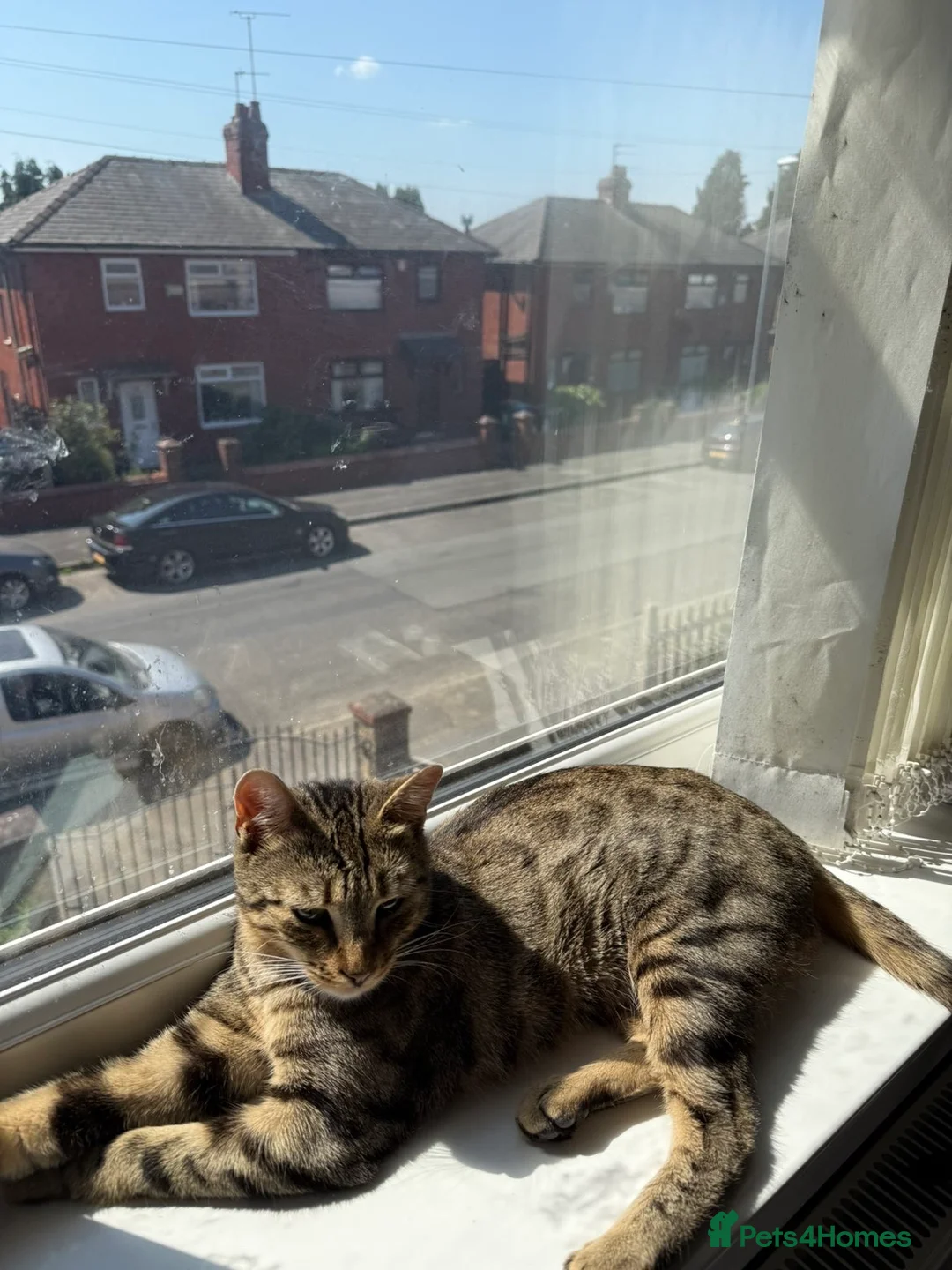 Bengal cats for sale: 4 beautiful bengal kittens looking for a home  in Oldham - Advert 12