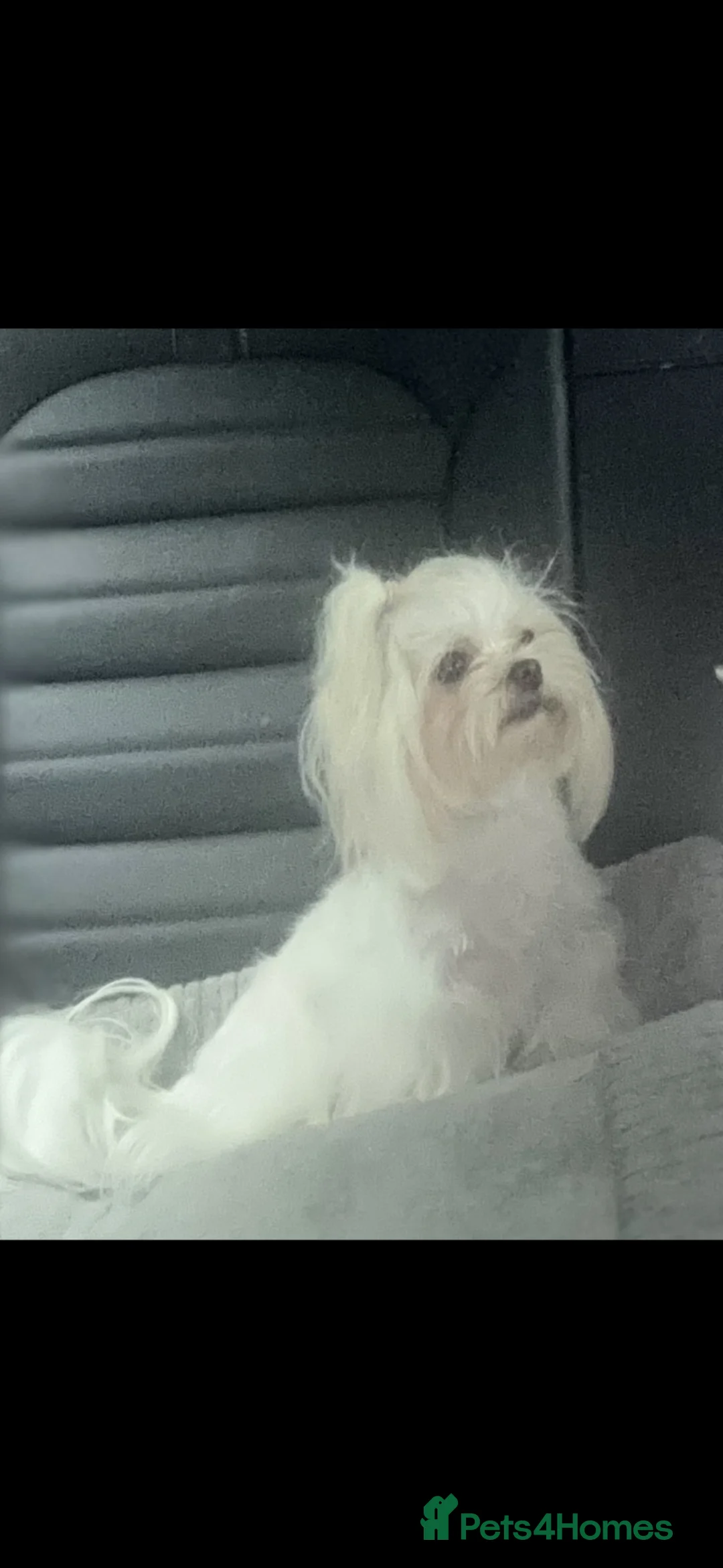 Maltese dogs for sale: we have one Tiny little boy available - Advert 2