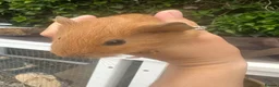 Guinea Pig rodents for sale: Baby Guinea Pig’s For Sale in King's Lynn - Advert 4
