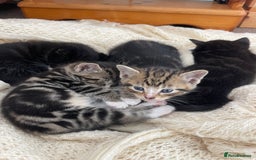 Domestic Shorthair cats for sale: Kittens Ready for Loving Homes – Brighton  - Image 1
