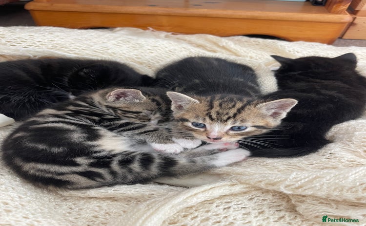 Domestic Shorthair cats - Advert 3