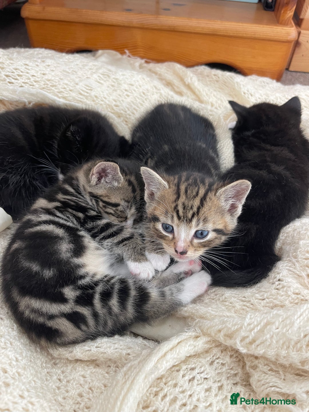 Domestic Shorthair cats for sale: Kittens Ready for Loving Homes – Brighton  - Image 1