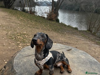 Dachshund dogs Smooth haired Dachshund Stud Gorgeous Coat - Advert 1