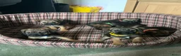 Border Terrier dogs for sale: Healthy Bundles of Border joy  - Advert 18
