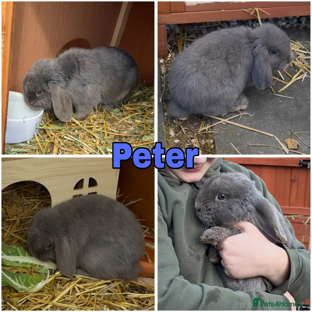Mini Lop rabbits for sale: 1 Baby Lilac Doe Left 🩶 Ready 11th July  - Advert 10