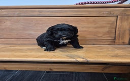 Bernedoodle dogs for sale: F1 Bernedoodle - Image 1