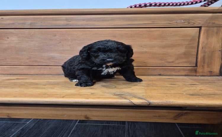 Bernedoodle dogs - Advert 1