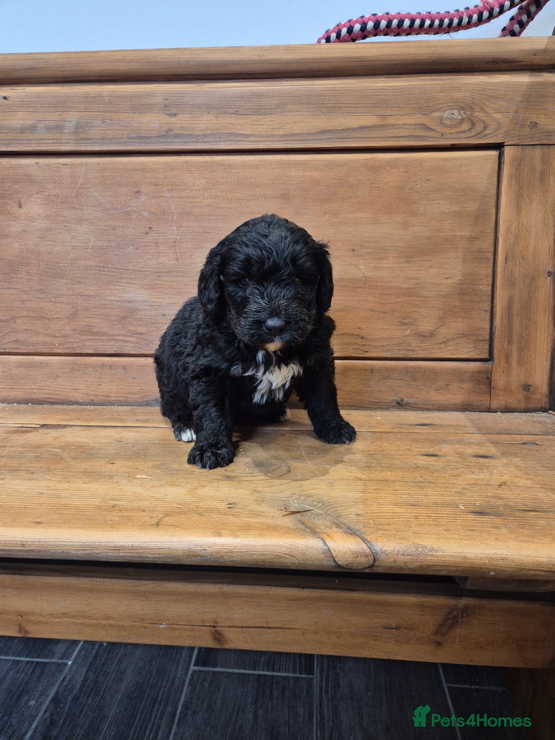 Bernedoodle dogs for sale: F1 Bernedoodle - Image 1