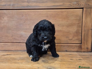 Bernedoodle dogs - Advert 1