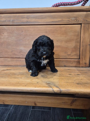 Bernedoodle dogs - Advert 1