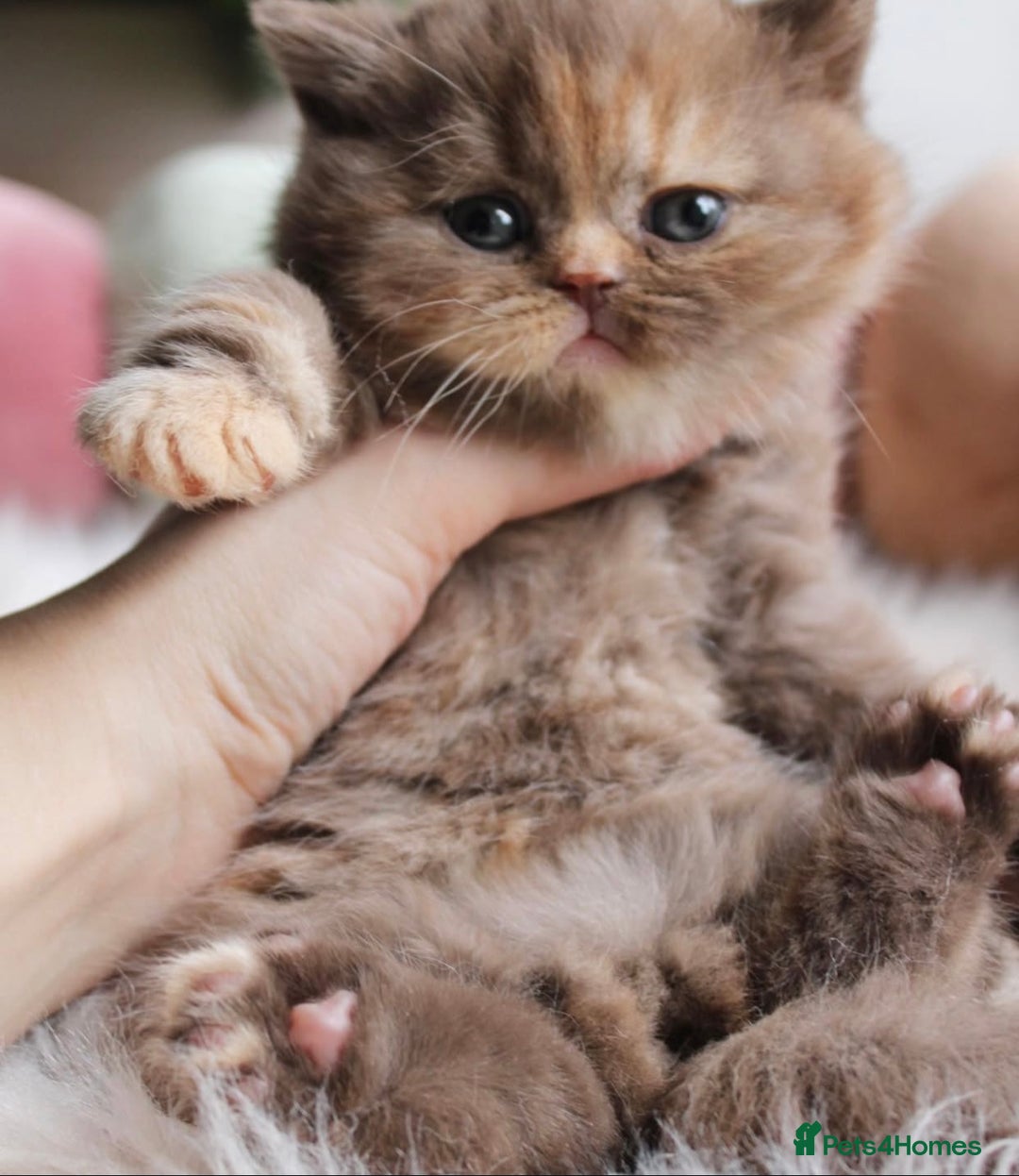 British Shorthair cats for sale: Fluffy British Blues. - Image 4
