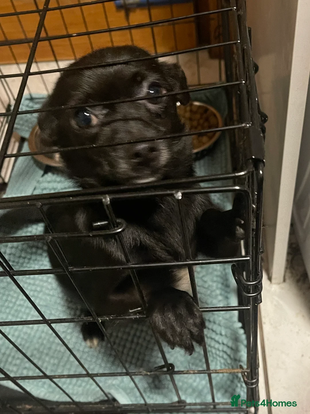 Jack Chi dogs for sale: Puppies for sale  in Ellesmere Port - Advert 2