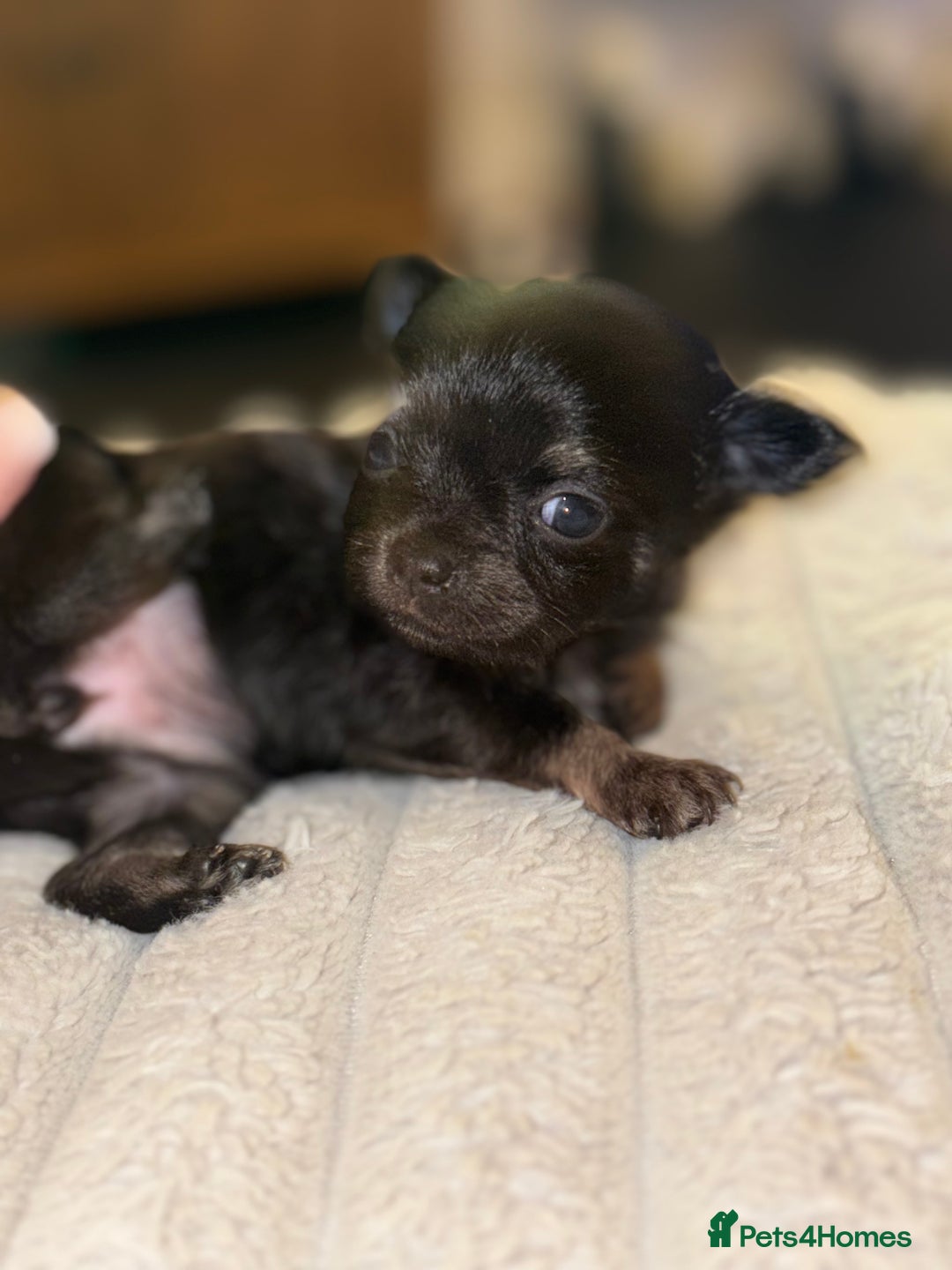 Chihuahua dogs for sale: Chihuahua Puppies - Advert 12