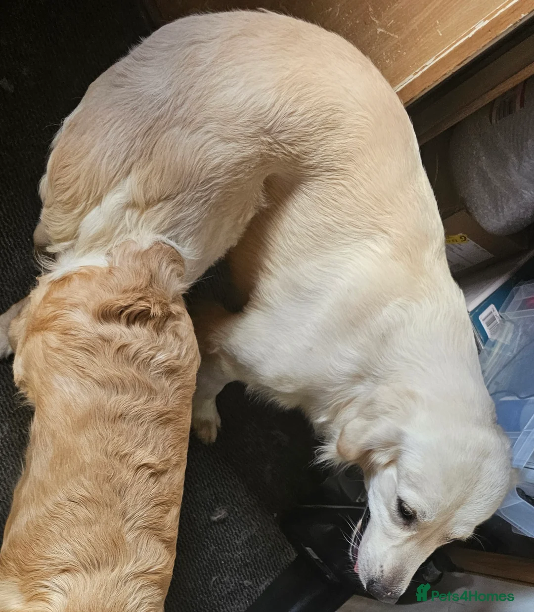 Golden Retriever dogs for stud: Extensively health tested show type kc reg in Bedford - Advert 15