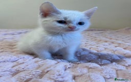 Ragdoll cats for sale: Beautiful White Kitten  - Image 3