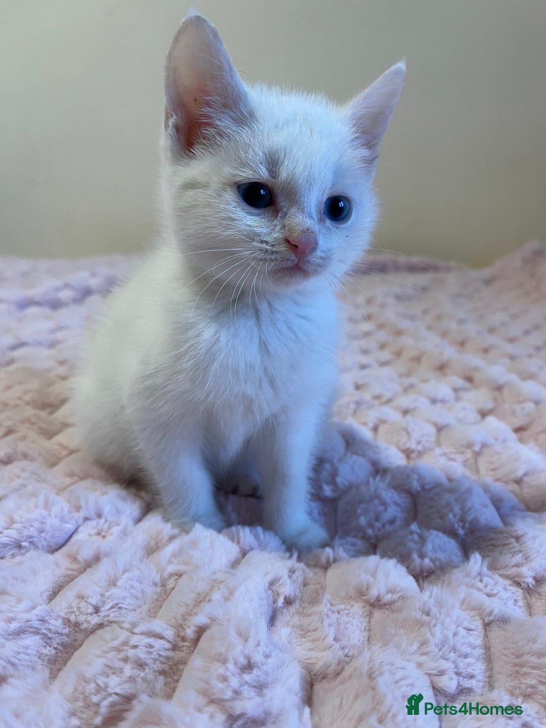 Ragdoll cats for sale: Beautiful White Kitten  - Image 3