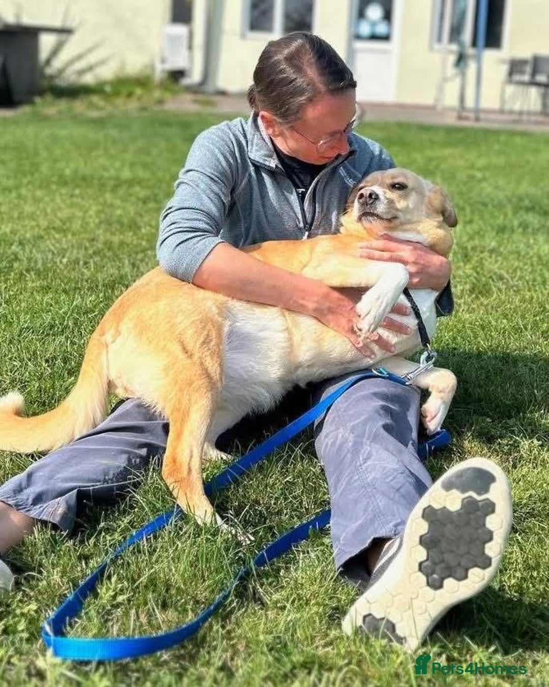 Mixed Breed dogs for adoption: Ava - over 1000 days in kennels 💔 - Advert 5