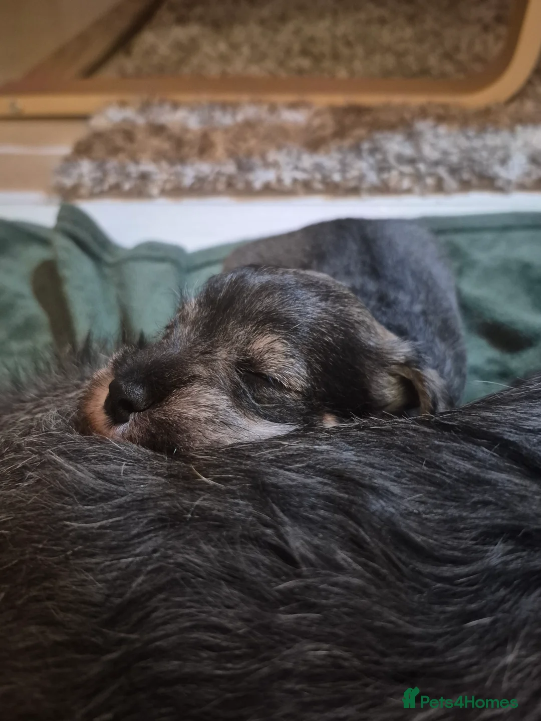 Miniature Schnauzer dogs for sale: Adorable Miniature Shnauzer ,SOLD - Advert 14