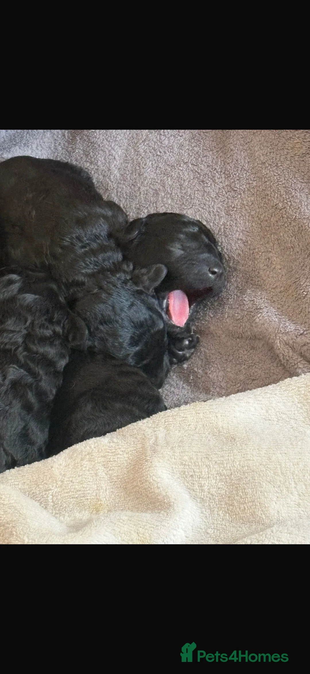 Labradoodle dogs for sale: Miniature labradoodle  in Bury - Advert 1