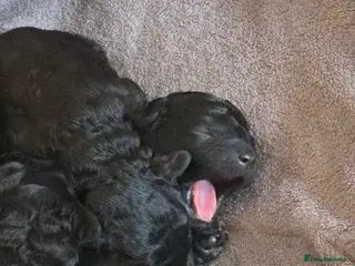 Labradoodle dogs Miniature labradoodle - Advert 3