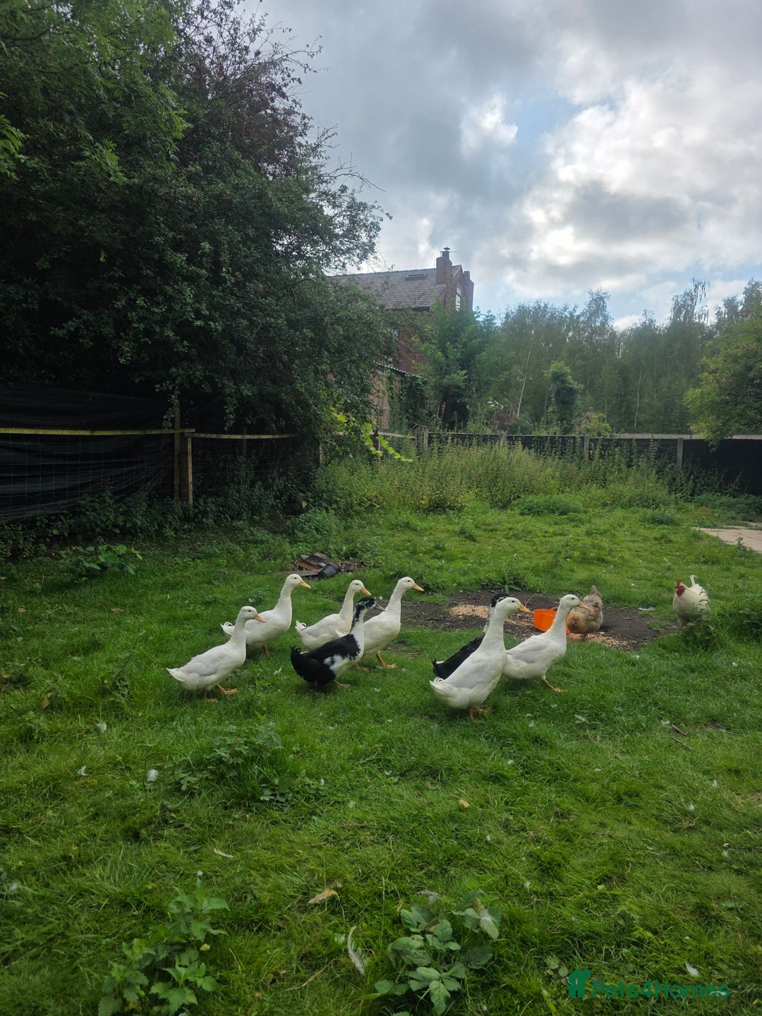 Ducks poultry for sale: Indian runners - Image 2