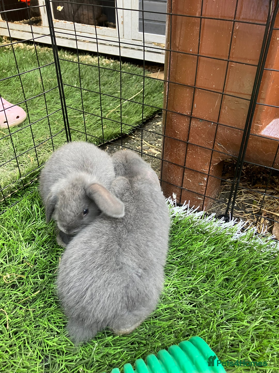 Mini Lop rabbits for sale: Beautiful mini lop bunnies - Image 7