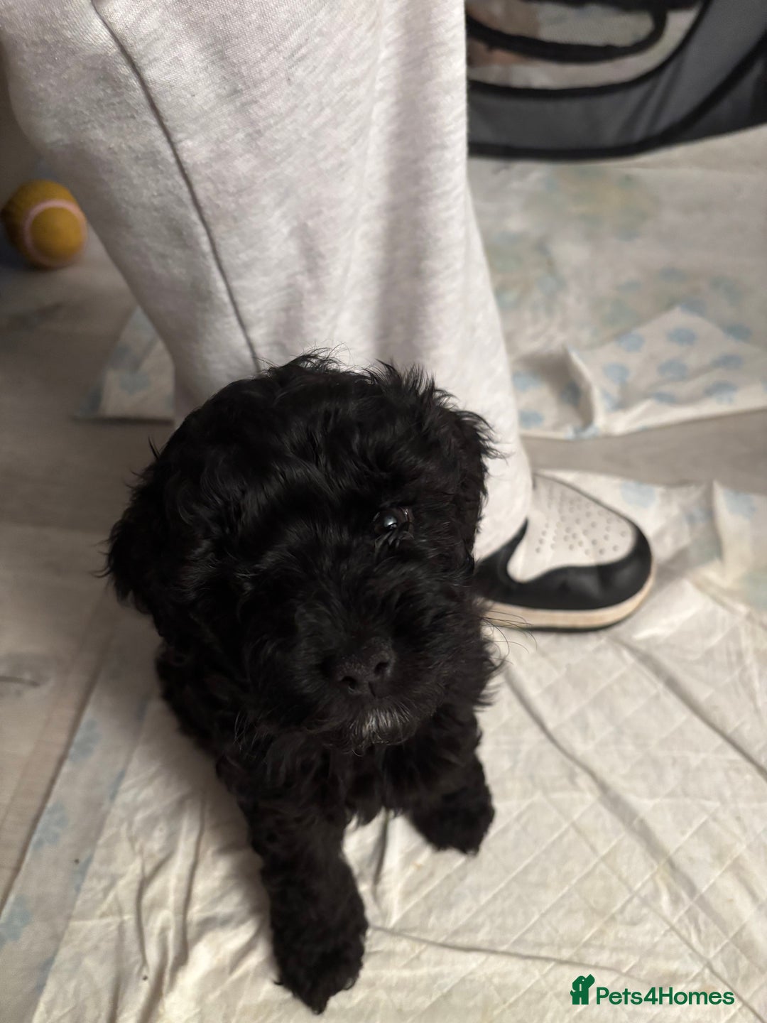 Cavapoo dogs for sale: Cavapoo Puppies for Sale - Advert 2