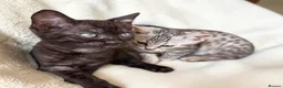 Bengal cats for sale: Smoke Boy Available for his forever home  - Advert 4