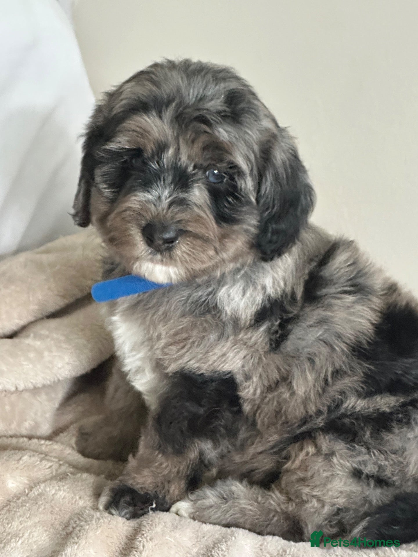 Sheepadoodle dogs Unique mini sheepadoodle mix - Advert 4