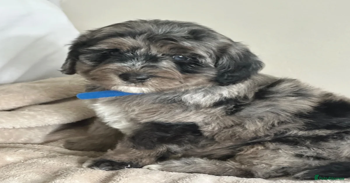 Puppies for sale in Edinburgh, Edinburgh | Pets4Homes