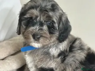 Sheepadoodle dogs Unique mini sheepadoodle mix - Advert 4