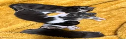 Domestic Shorthair cats for sale: 4 beautiful kittens looking for a forever home - Advert 5