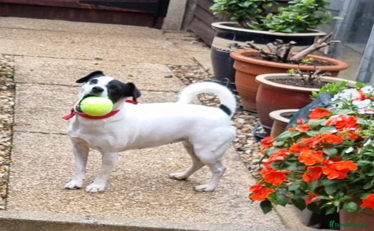 Jack Russell dogs - Advert 1