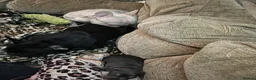 French Bulldog dogs for sale: Frenchies in Blackburn - Advert 9