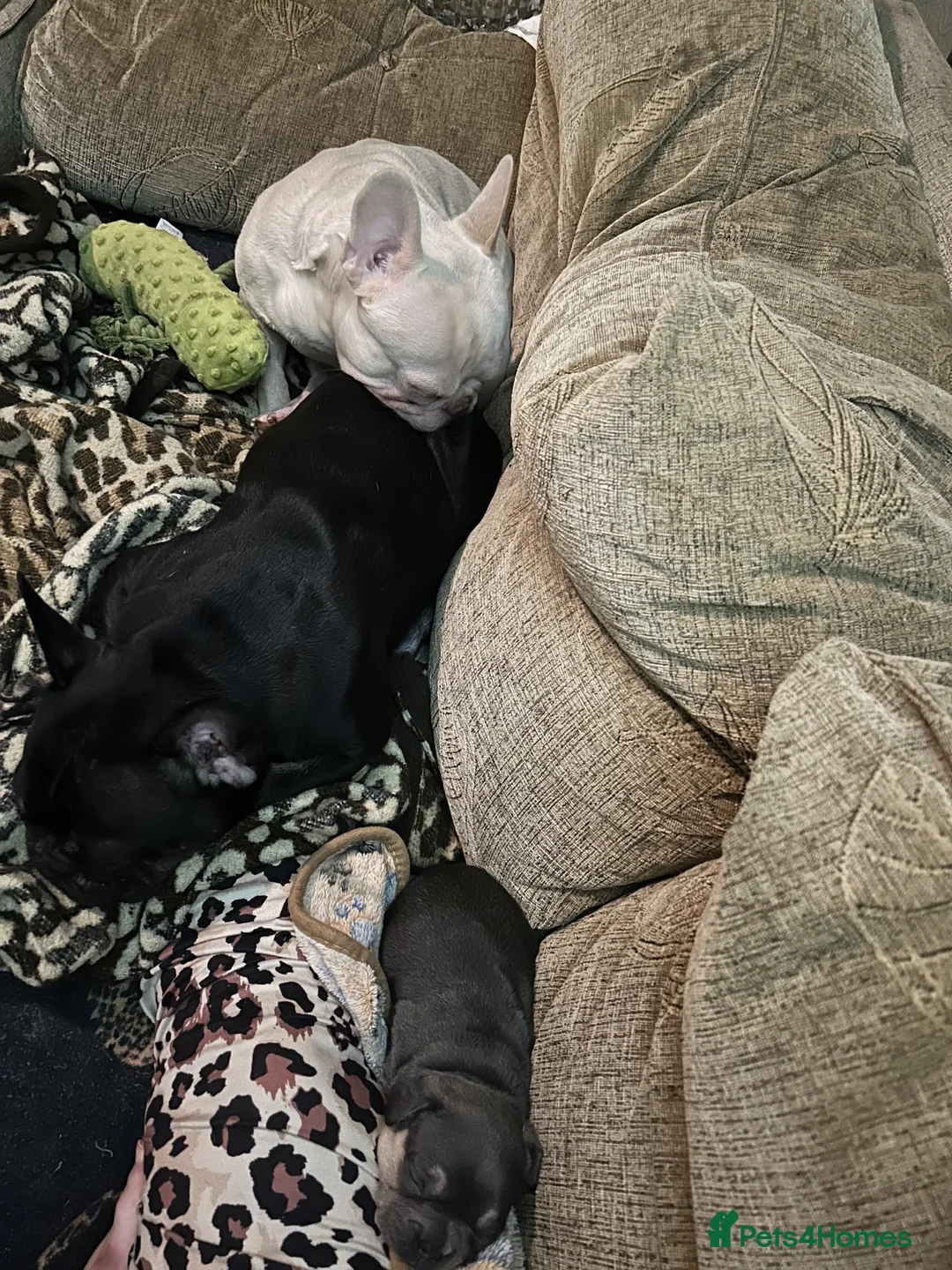 French Bulldog dogs for sale: Frenchies in Blackburn - Advert 9