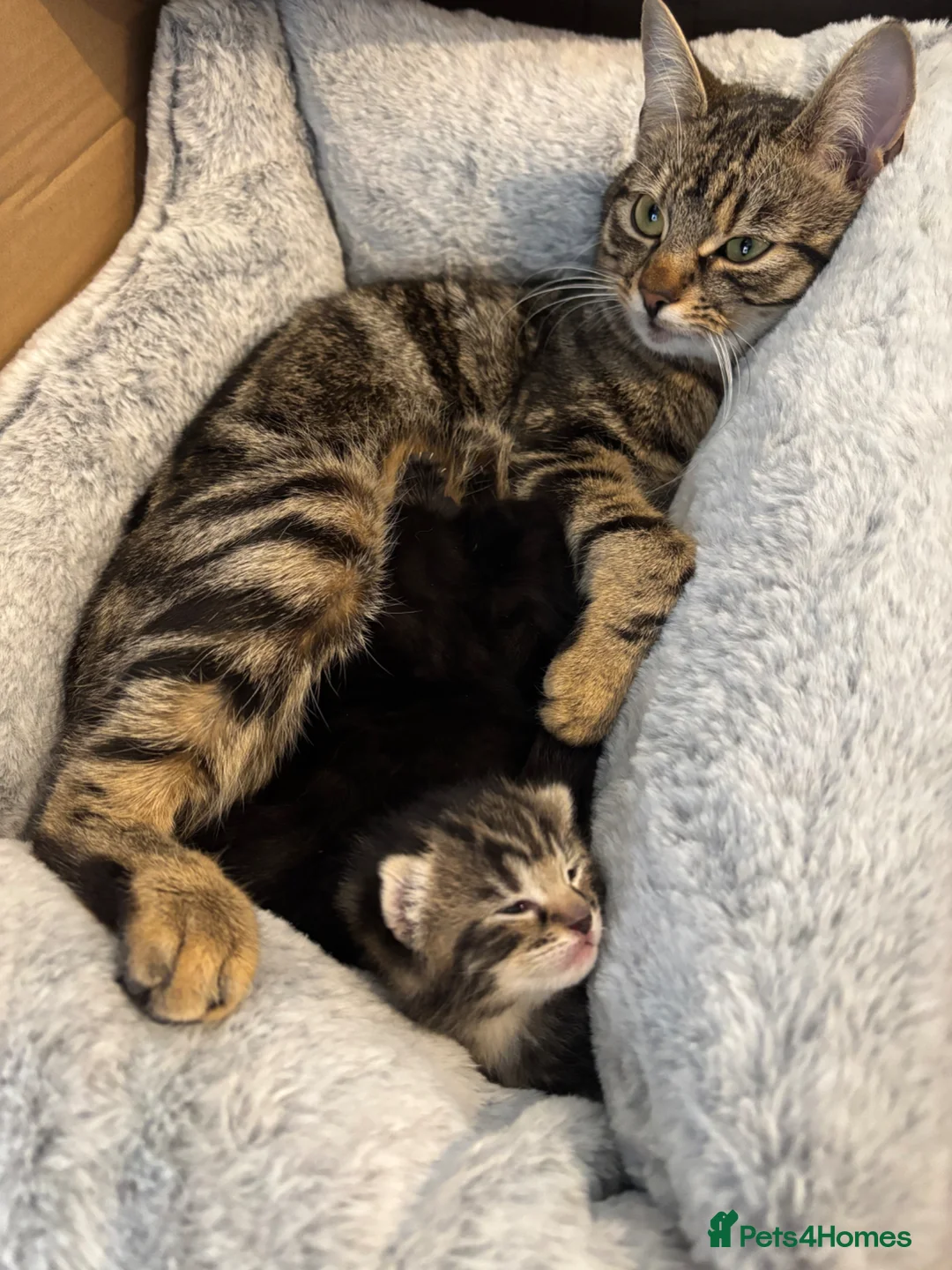 Mixed Breed cats for sale: 7 Beautiful Tabby Kittens For Sale in Brierley Hill - Advert 2