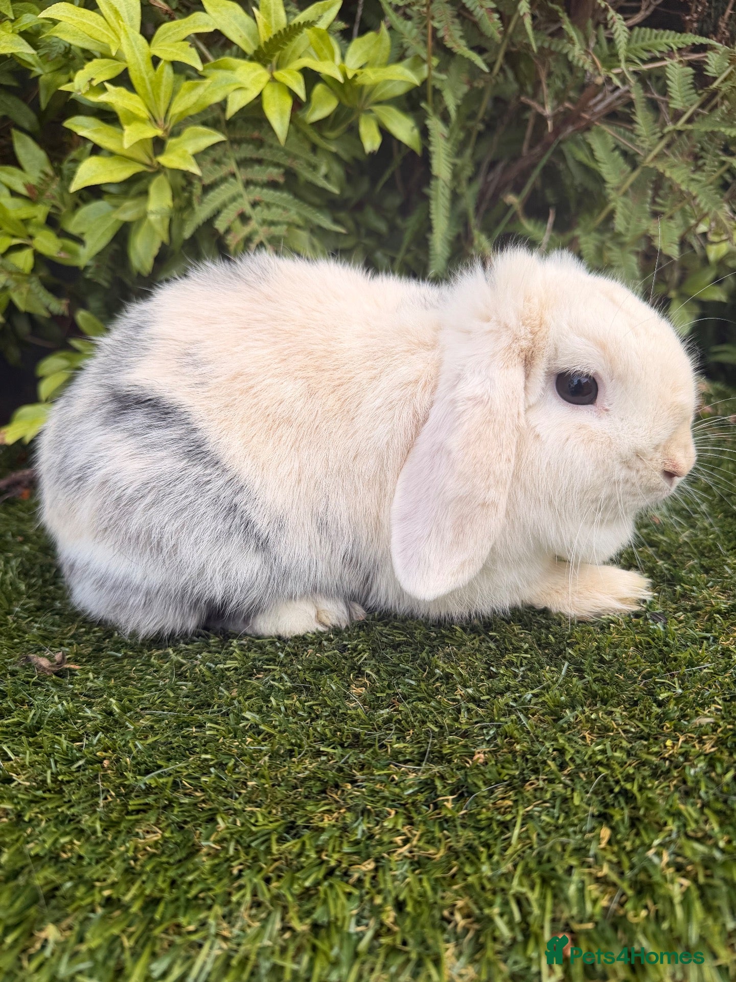 Mini Lop rabbits Mini lops  - Advert 2