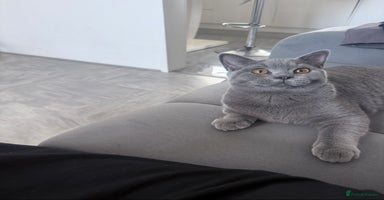 British Shorthair cats in Lincoln - Advert 4