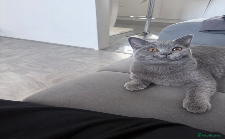 British Shorthair cats in Lincoln - Advert 4