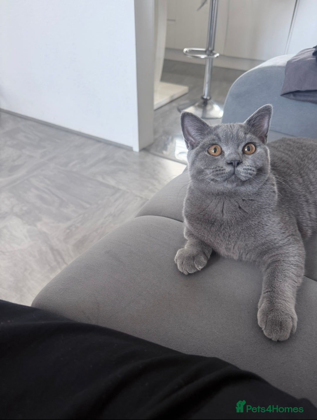 British Shorthair cats for sale: Last Male Pure GCCF Reg.British Shorthair Kittens  in Lincoln - Image 1
